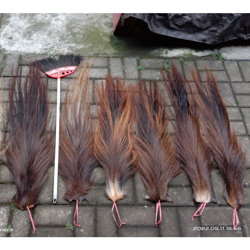 ekor kuda buntut jaran rambut kuda