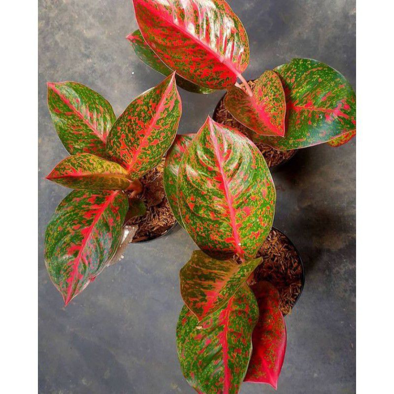 Paket 3 Bonggol Aglonema Red Stardust - Legacy - Mahesti