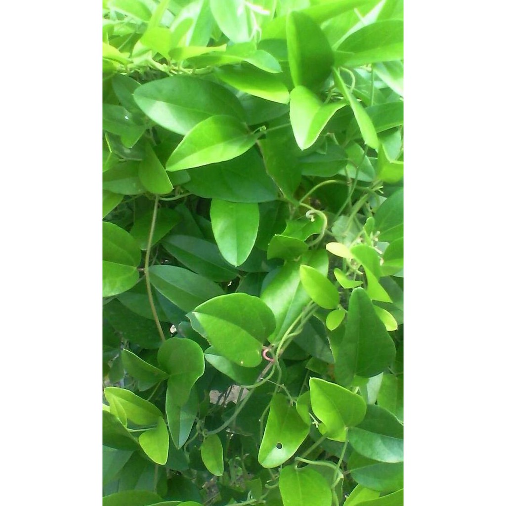 Bibit Cincau Hijau, merambat, tanaman Herbal berkhasiat h4i