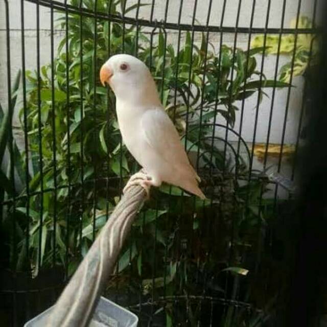 

Love bird albino mm dewasa siap ternak