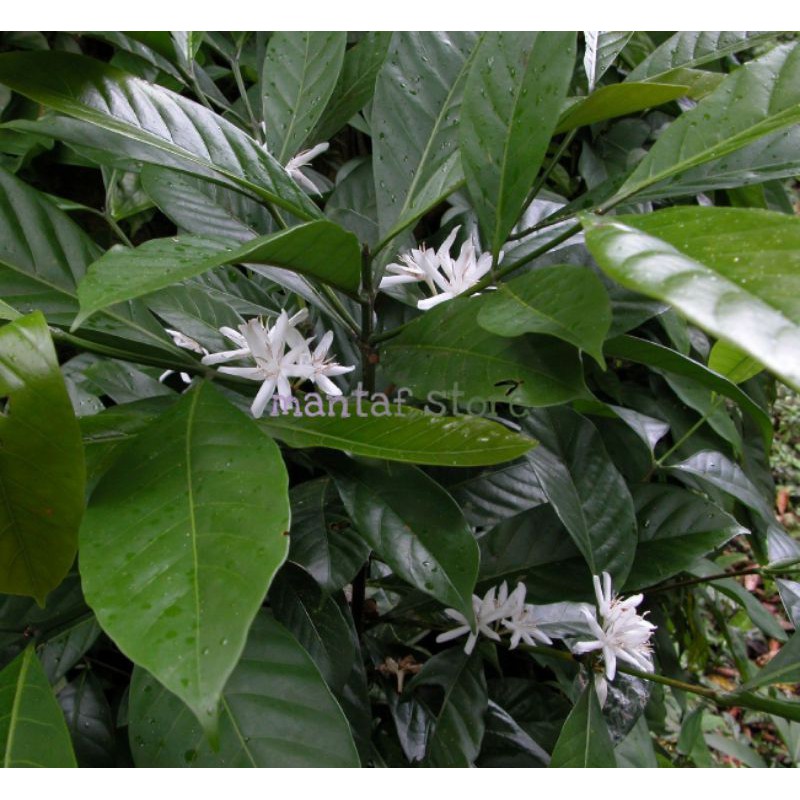 

Daun kopi Liberika segar Asli