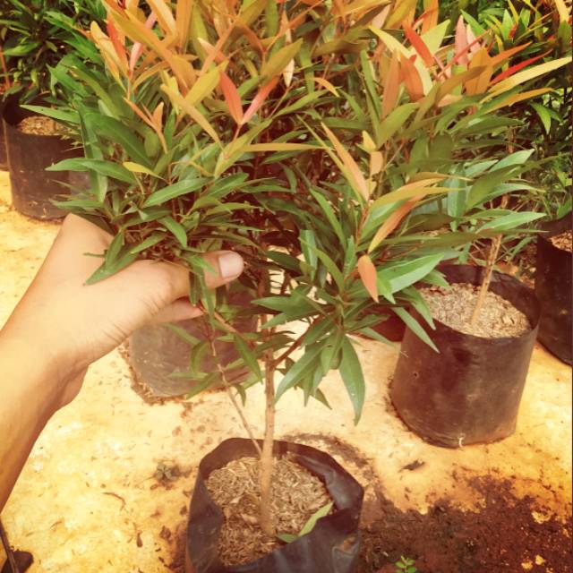 Tanaman Pucuk merah Rimbun biji