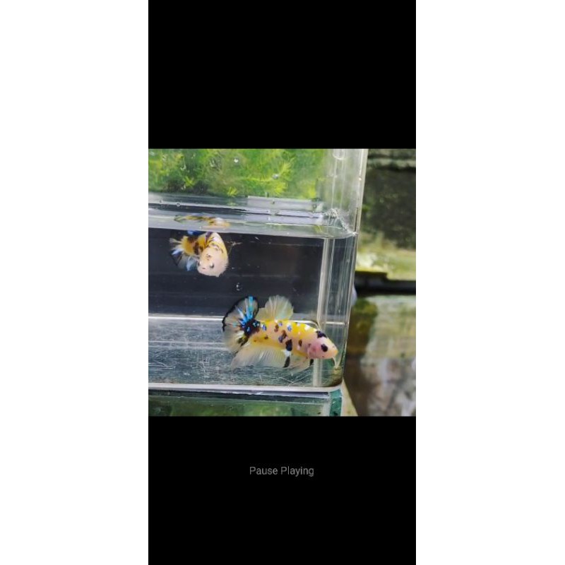 REAL PICT & VIDEO BETTA CUPANG PLAKAT YELLOW BASE KUNING THAILAND JANTAN SAJA SIAP BREED