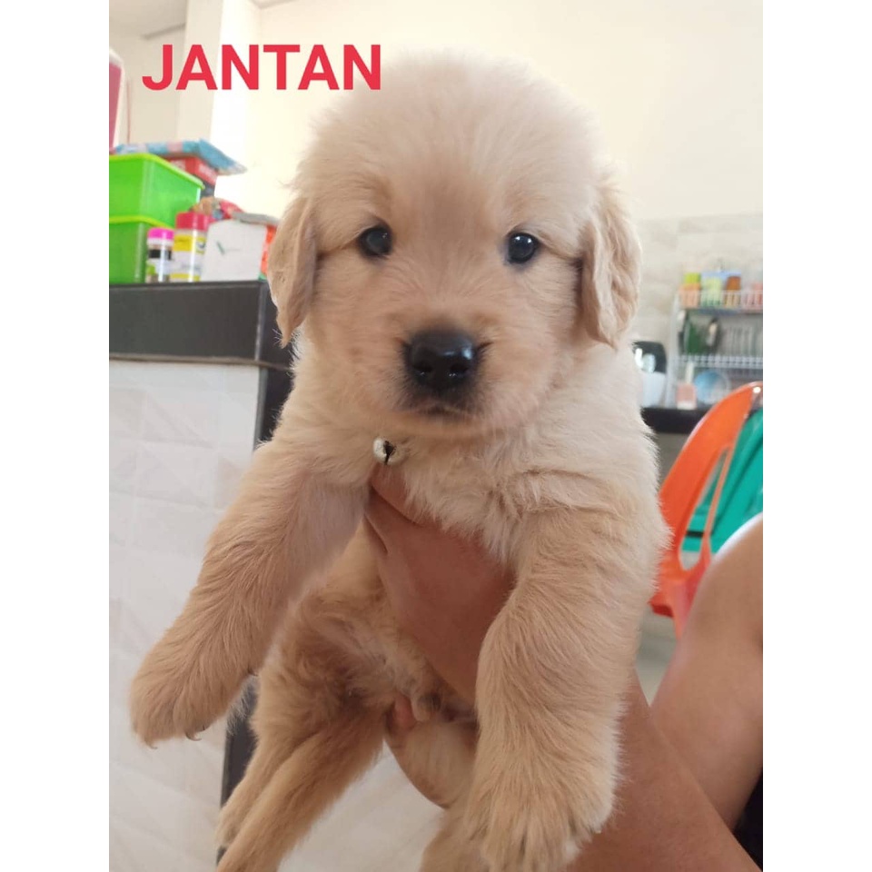 Golden Retriever Stb Vaksin Big Bone Long Hair Microchip Ready / Jual Anjing di Medan