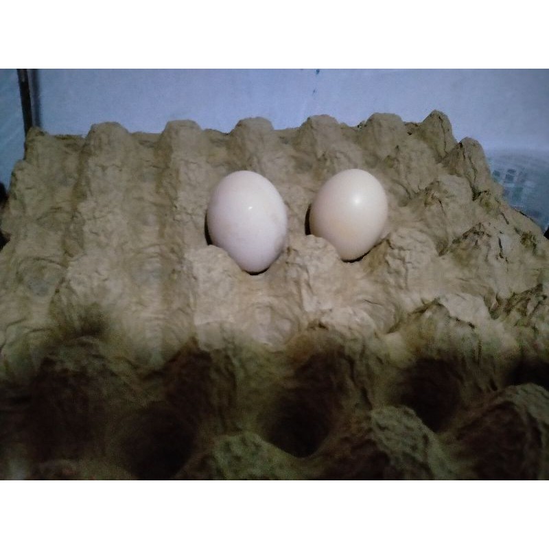 TELUR AYAM BRAHMA GRADE A