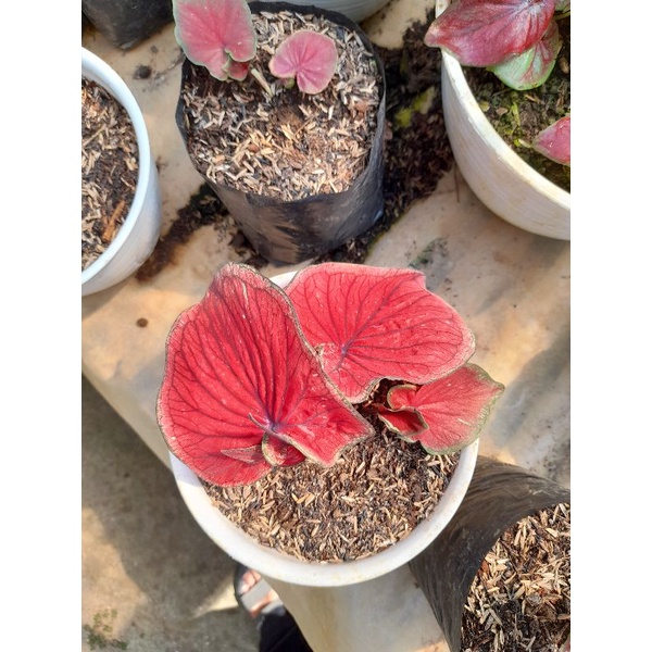 TANAMAN HIAS CALADIUM RED JAGUAR DAUN GANDA