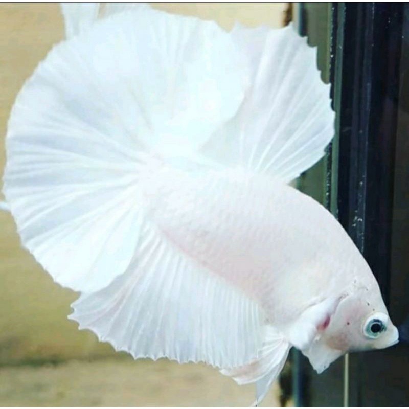 ikan cupang pk WP,cupang putih bersih