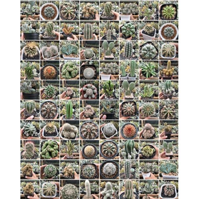 KAKTUS BERBAGAI JENIS