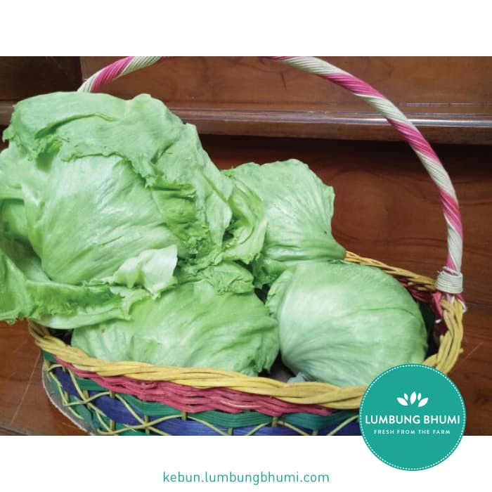 

BIG SALE LETTUCE HEAD / ICEBERG ( SAYUR - SAYURAN CURAH ) !!!!