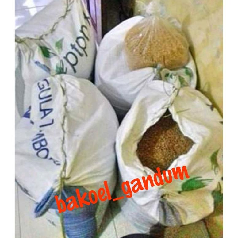 Benih Gandum 1 Kg / Benih Catgrass / Rumput Kucing / Wheatgrass / Rumput Diet