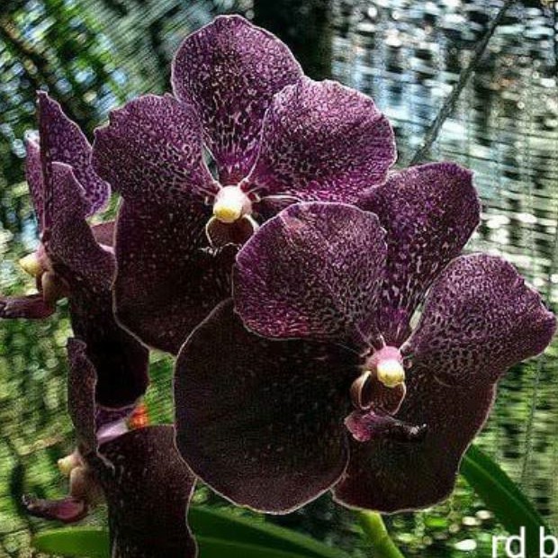Anggrek Vanda Warna Gelap Hybrid Dewasa Siap Bunga