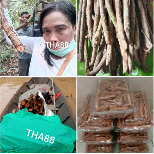 AKAR BAJAKAH KAYU BAJAKA OBAT KANKER  200GRAM