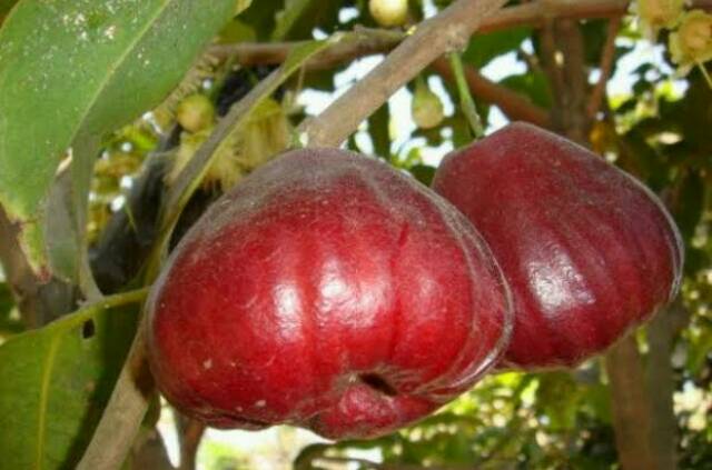 Bibit Jambu Air Black Diamond Okulasi (Jaminan Original)