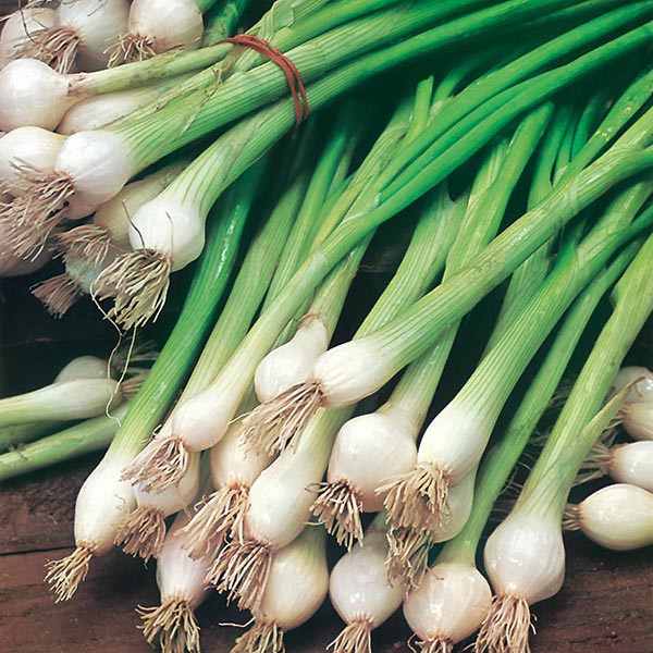 Benih Bibit Biji - Onion (Spring) White Lisbon Bawang Umbi Putih Seeds - IMPORT