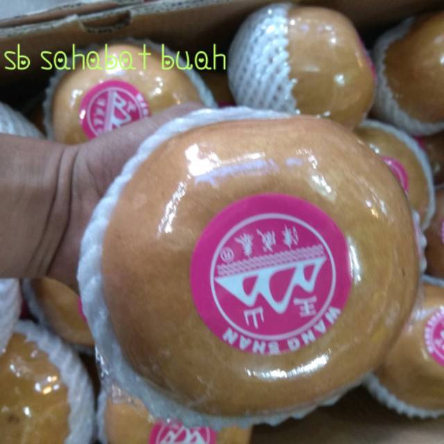 

BUAH PIR SINGO / PEAR KOREA WANGSAN