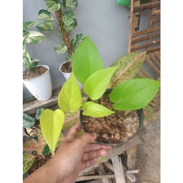 Jual Paketan 3pot Tanaman Hias Sri Gading Enjoye Sri Gading Lemon Love