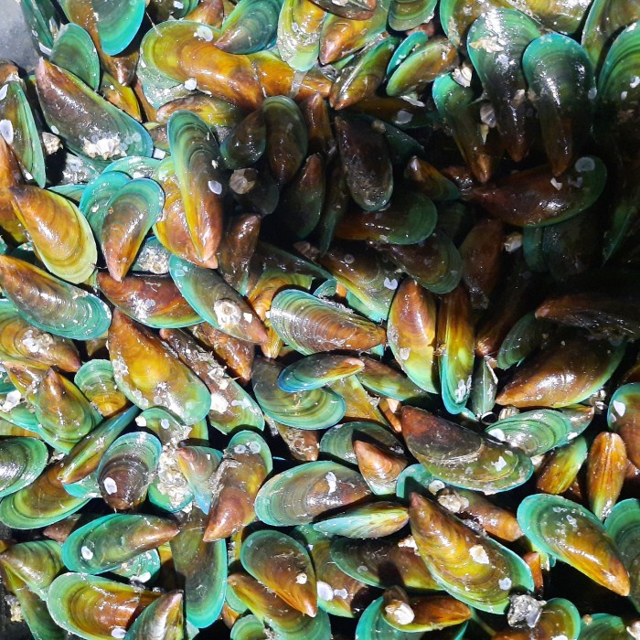 

Kerang Hijau Segar - 1 Kg / Jabodetabek