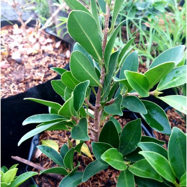 beringin elegan ori bahan bonsai