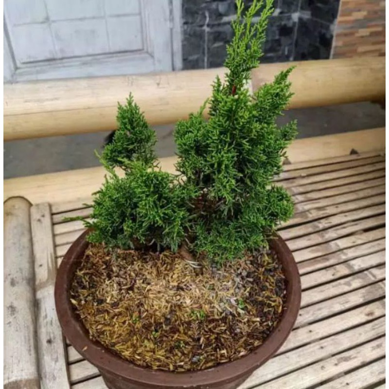 bonsai sargenti tanaman hias pohon bonsai sargenti