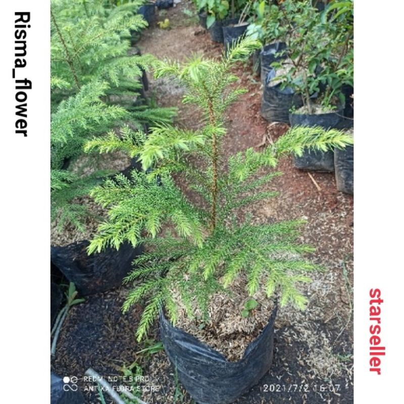 POHON CEMARA NORFOLK / TANAMAN HIAS CEMARA NORFOLK