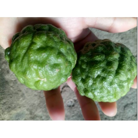 

Jeruk purut buah /biji