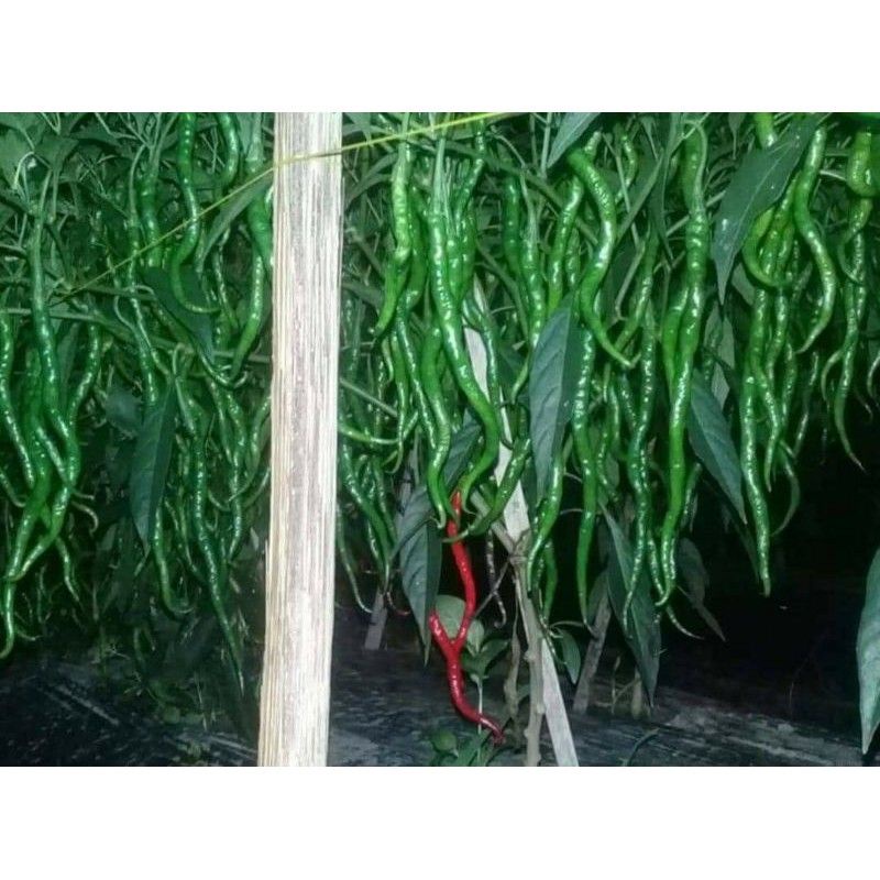 {5 Gram} Benih Cabe Keriting Awe Aceh Repack Original