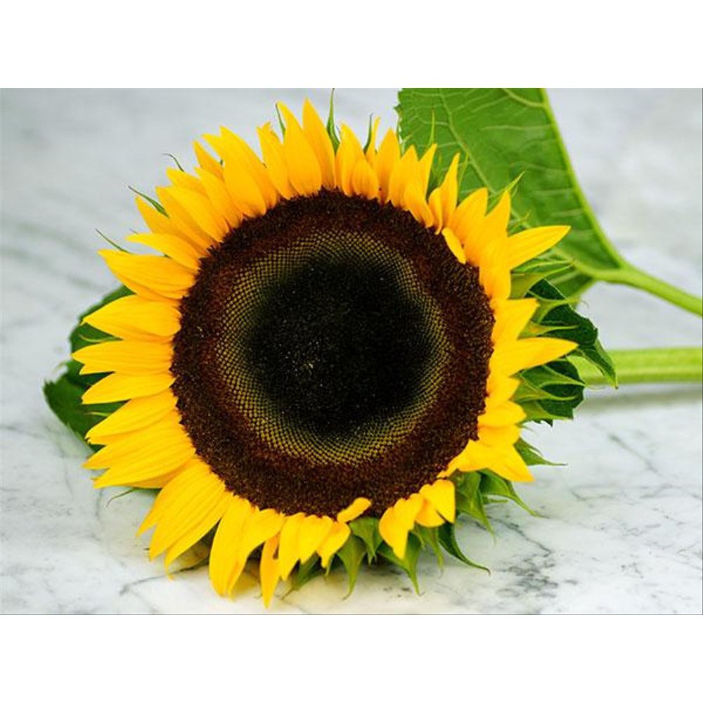 3 Bibit Bunga Matahari Taiyo Sunflower Mudah Tumbuh, Cocok Di Iklim Panas Biji Impor Kualitas1269