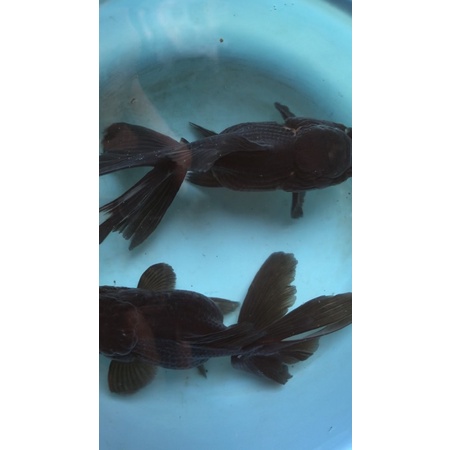 1 pasang oranda black besar