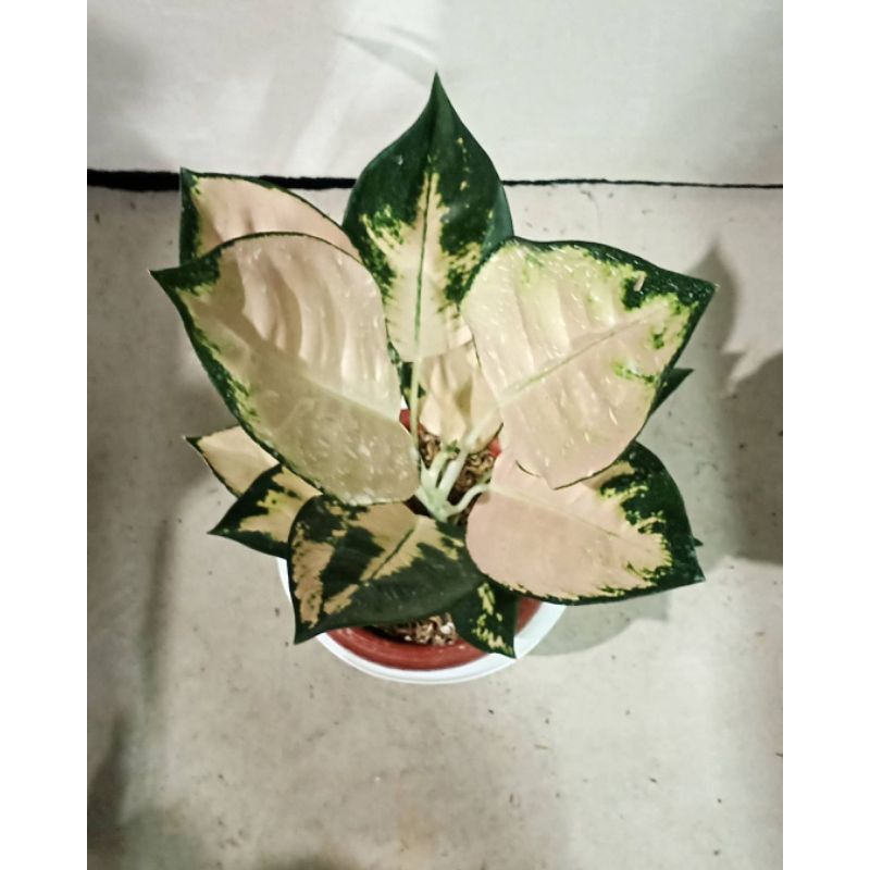 bongolan aglonema escada