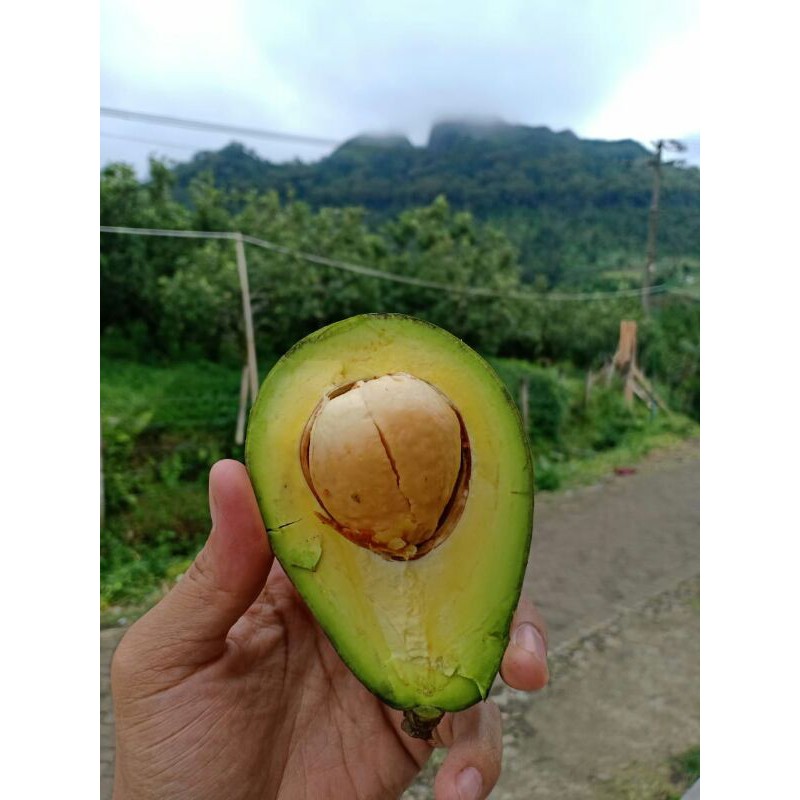 

Alpukat Sonel