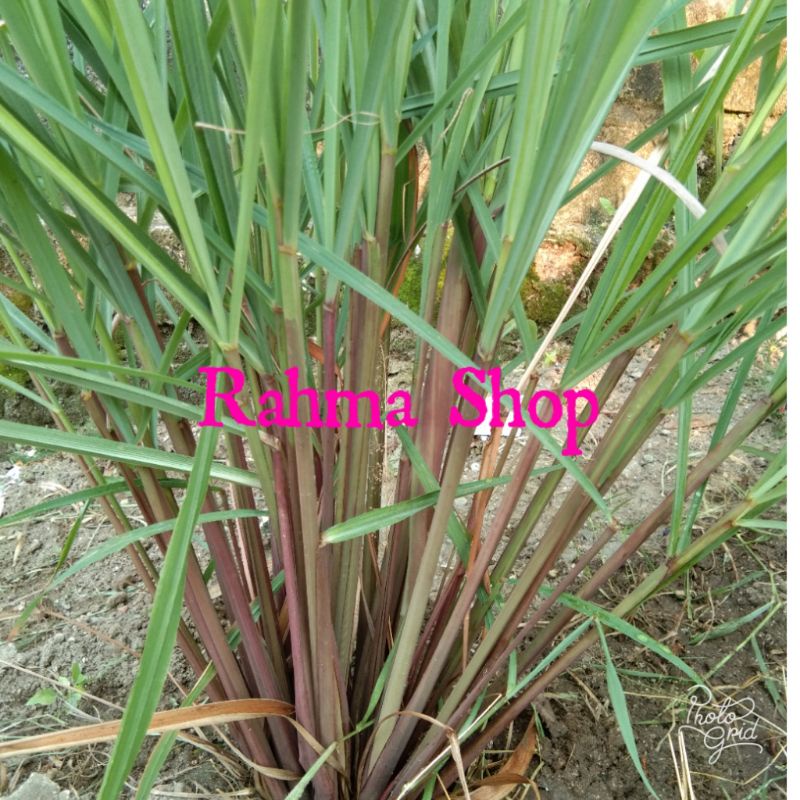 Bibit serei Merah/ sere wangi asli original