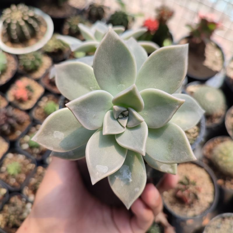 Sukulen ghost plant/ Graptopetalum paraguayense