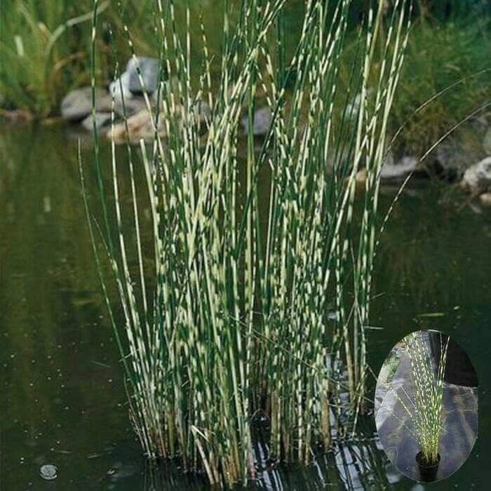 tanaman bambu air varigata