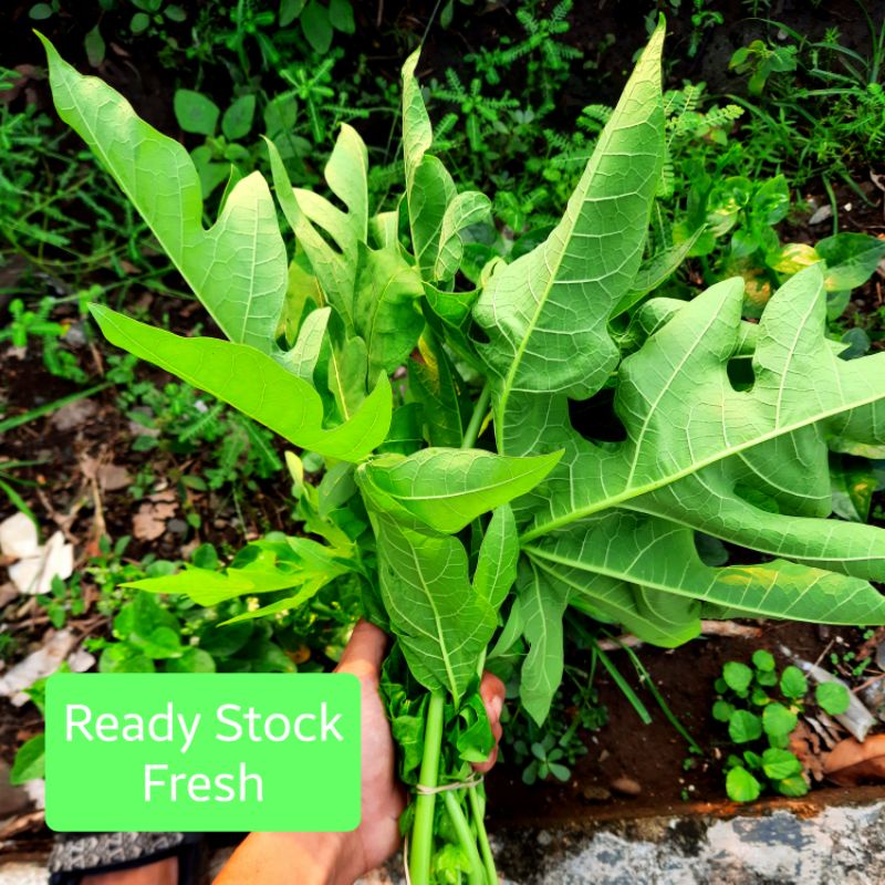 

daun pepaya per ikat