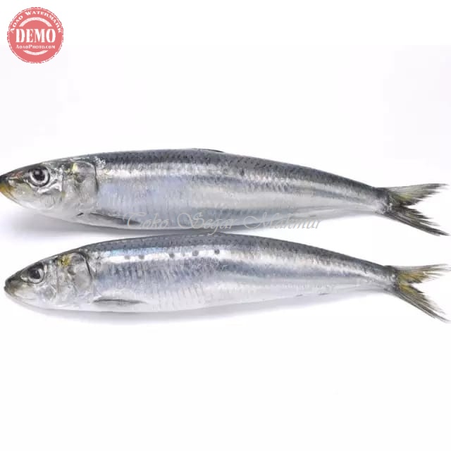 

Ikan Tembang Segar Ikan Tembang 1Kg Ikan Laut Segar