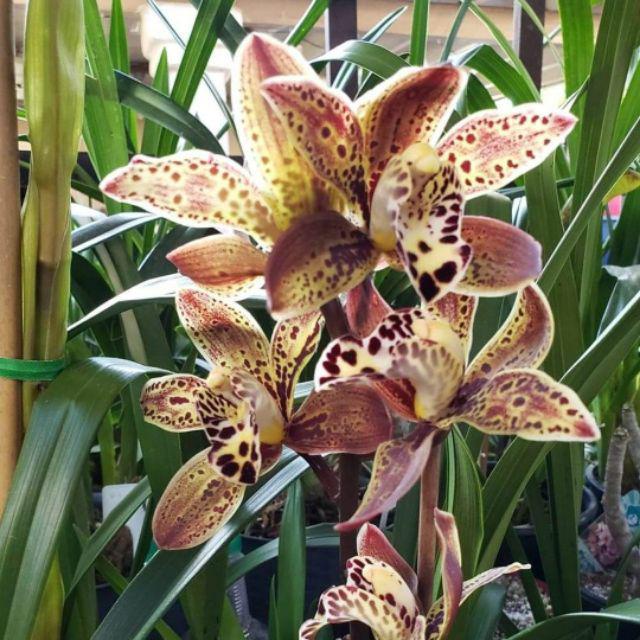 Anggrek cymbidium coklat totol hibridd murah -tanaman hias hidup-bunga hias hidup-tanaman hidup-bung