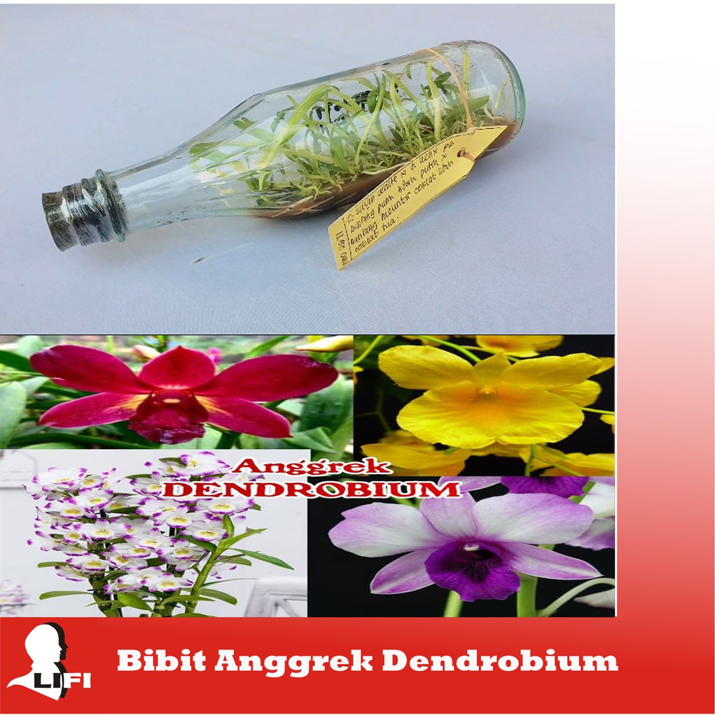 Bibit Anggrek DENDROBIUM Anggrek Botol