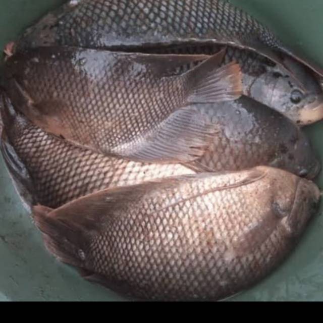 

Ikan gurame / gurami segar 500 gram
