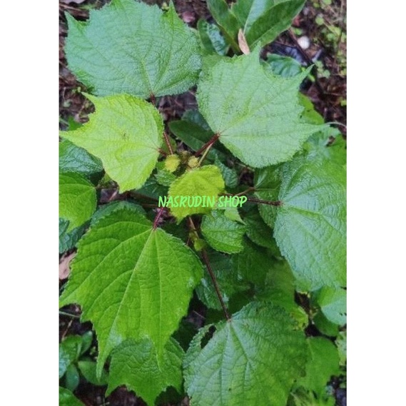 

[Fresh] BIBIT PULUTAN 20-50 CM / BIBIT DAUN PANGPULUTAN / BIBIT DAUN PULUTAN PERPOHON / URENA LOBATA