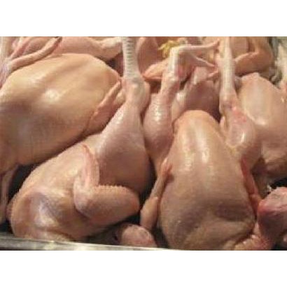 

✴ Ayam Utuh Segar Ukuran Hidup 2,0 kg. ➪