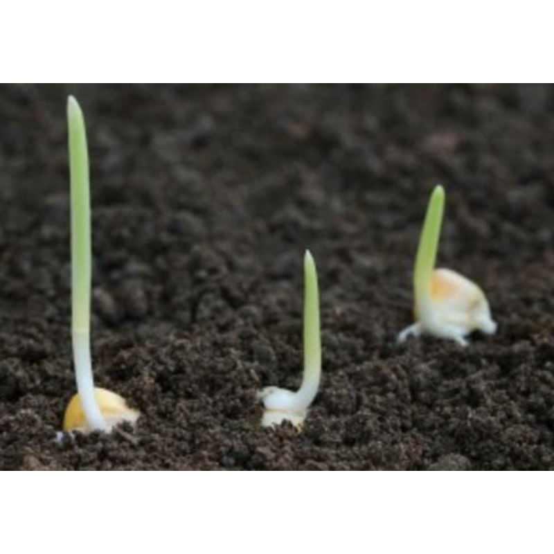 jagung pulut putih kemasan ulang