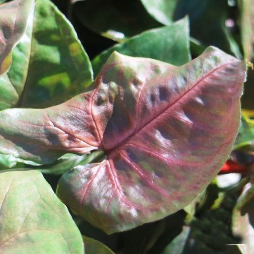 Syngonium Maria Pink Alussion / Maria Pink