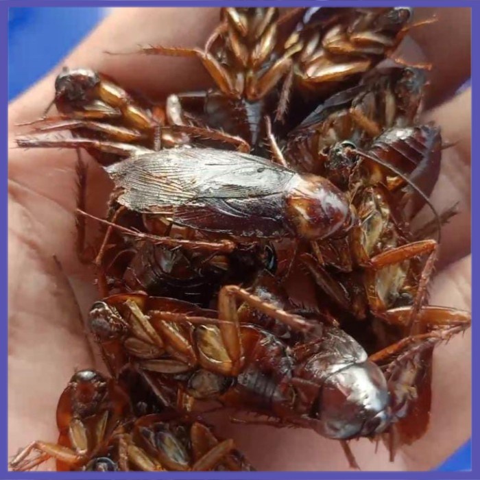 ✔COD✔ Kecoa kering Kecoa peliharaan yang di berikan dengan pakan yg terbaik