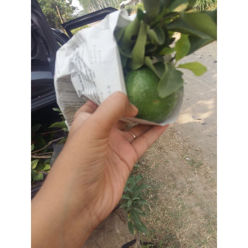 JERUK DEKOPON BERBUAH