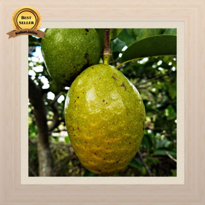 Tanaman buau sirsak kuning wangi