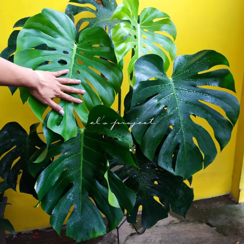 tanaman hias indoor monstera jumbo super big besar