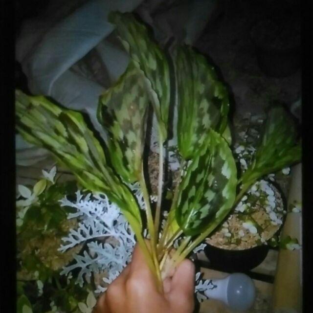 Tanaman Hias Calathea Merak/meranti Kencur