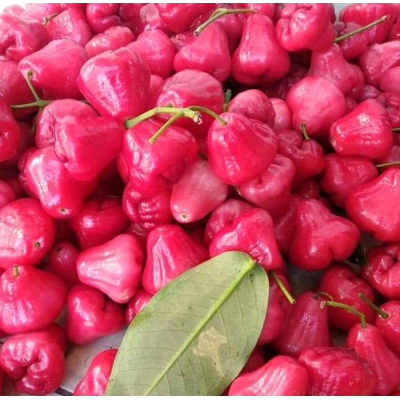 

Jambu Air kecil Merah 1 Kg Fresh.