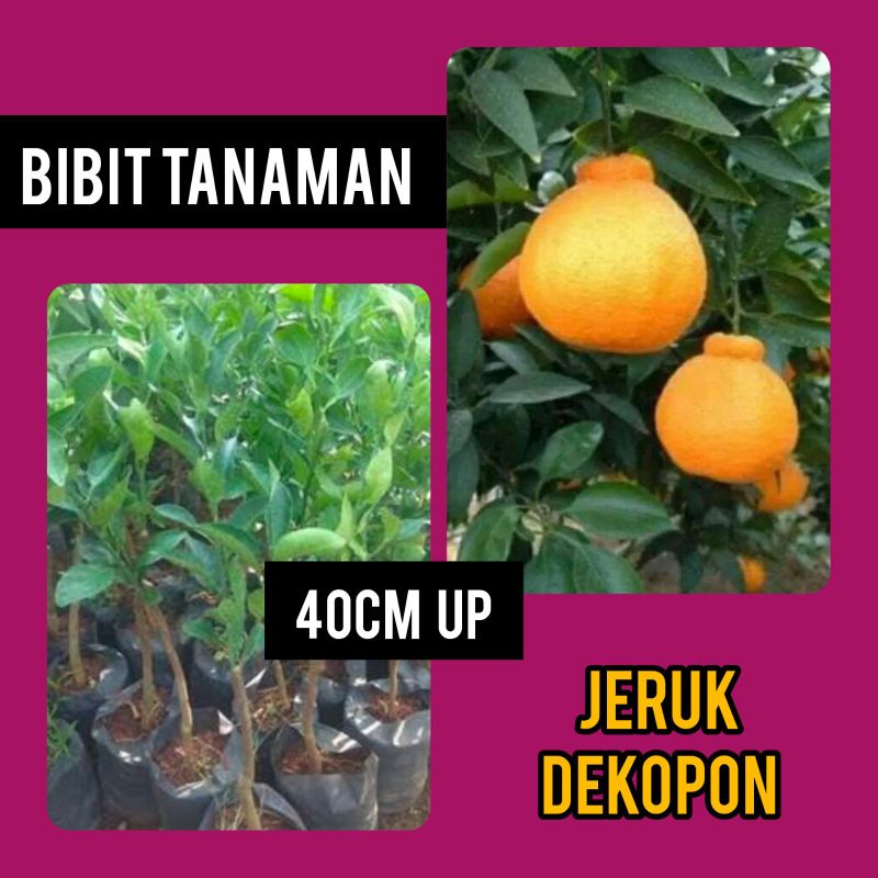 Bibit Jeruk Dekopon Asli