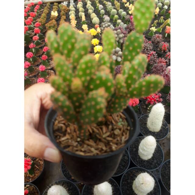 Ovunthia ownroot duri merah